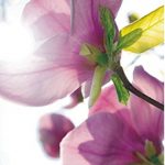 φωτοταπετσαρια τοιχου λουλουδια 1-0291