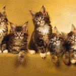 φωτοταπετσαρια τοιχου γατες 1-0904