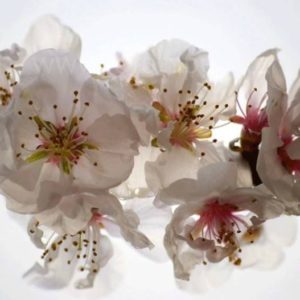 φωτοταπετσαρια τοιχου λουλουδια 4-0385