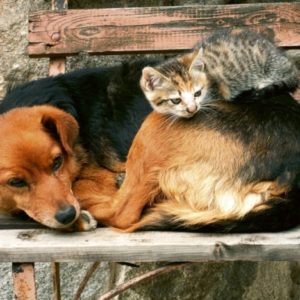 φωτοταπετσαρια τοιχου σκυλος και γατα MS0221