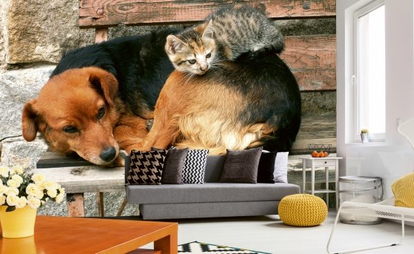 φωτοταπετσαρια τοιχου σκυλος και γατα MS0221
