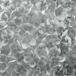 MS0356 φωτοταπετσαρια τοιχου λουλουδια